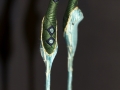 Balance, feet