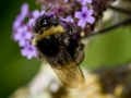 The Goddess Of Bees