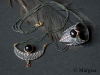 black Siren's Jewellery set
